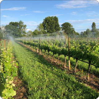 Image de vignes